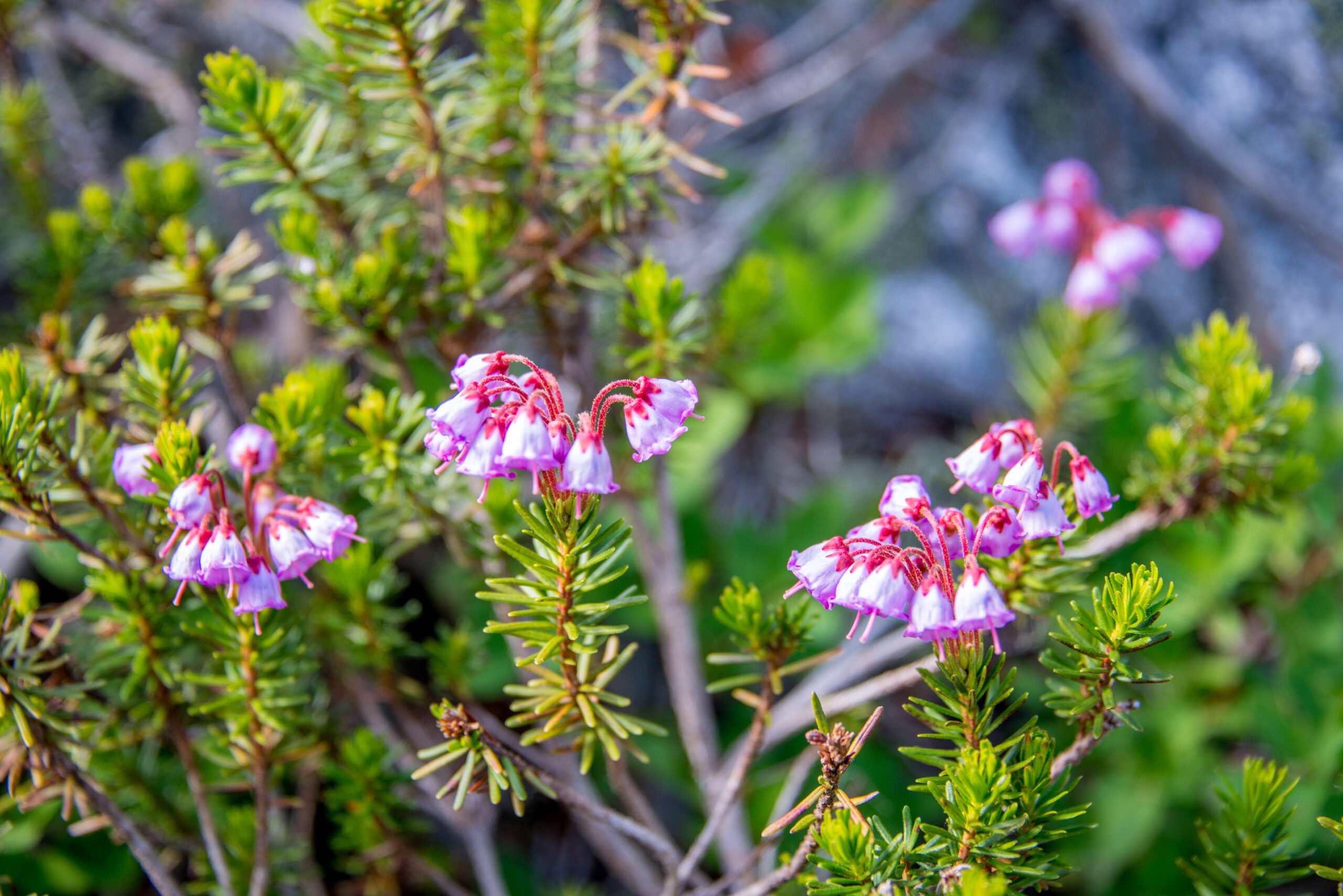 Pink Flowers