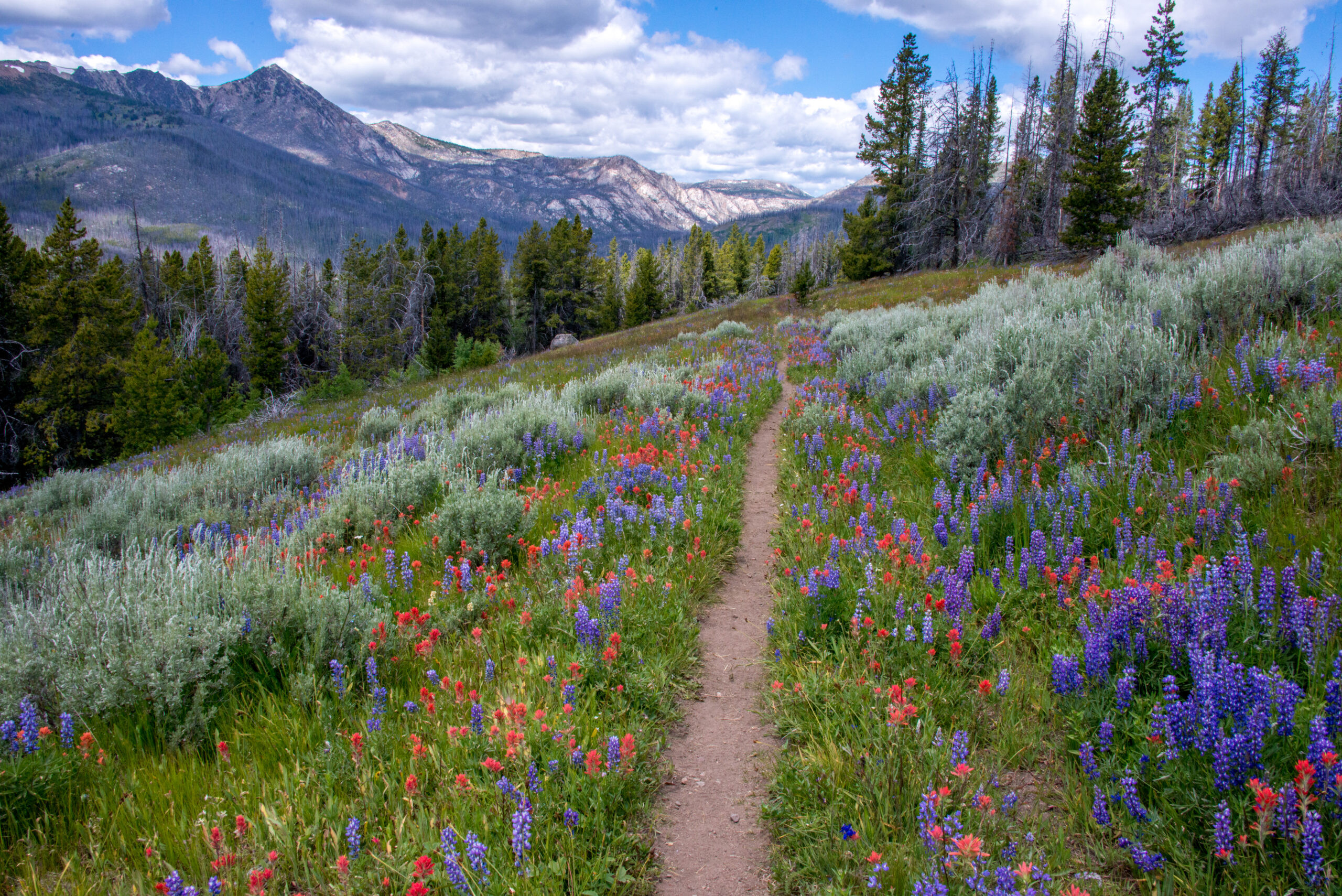 A Pathway With Flowers