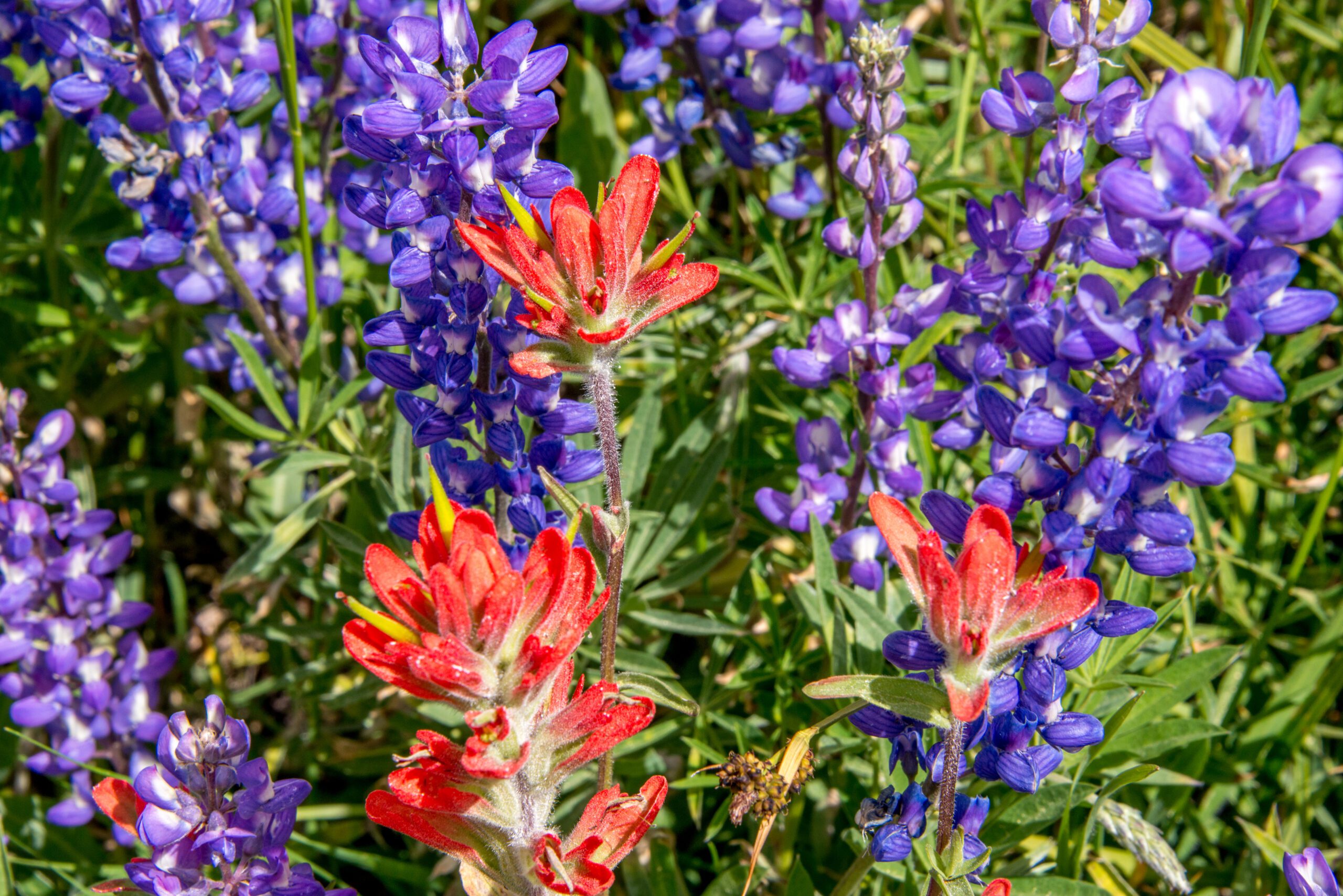 Beautiful Flowers