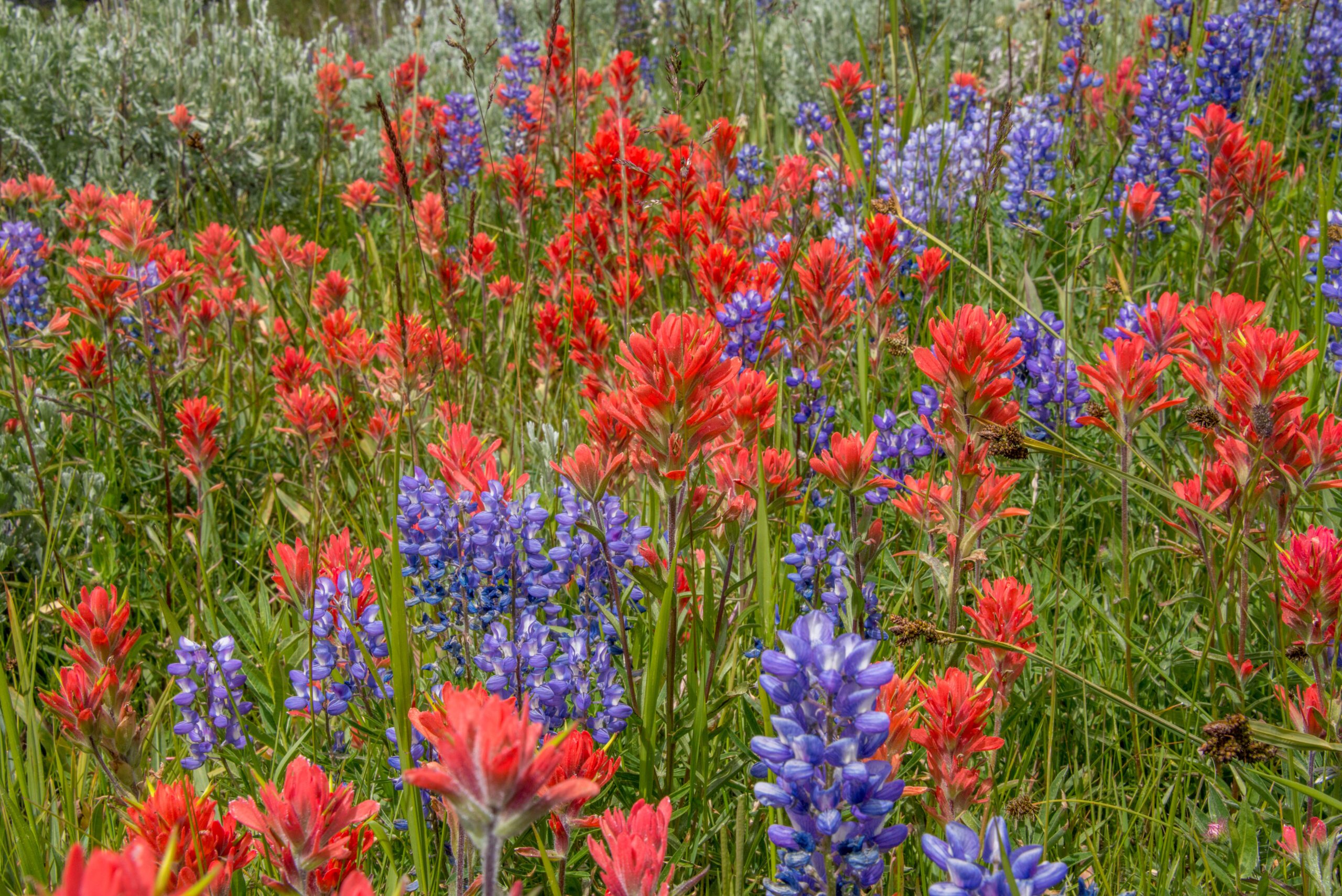 Colorful Flowers