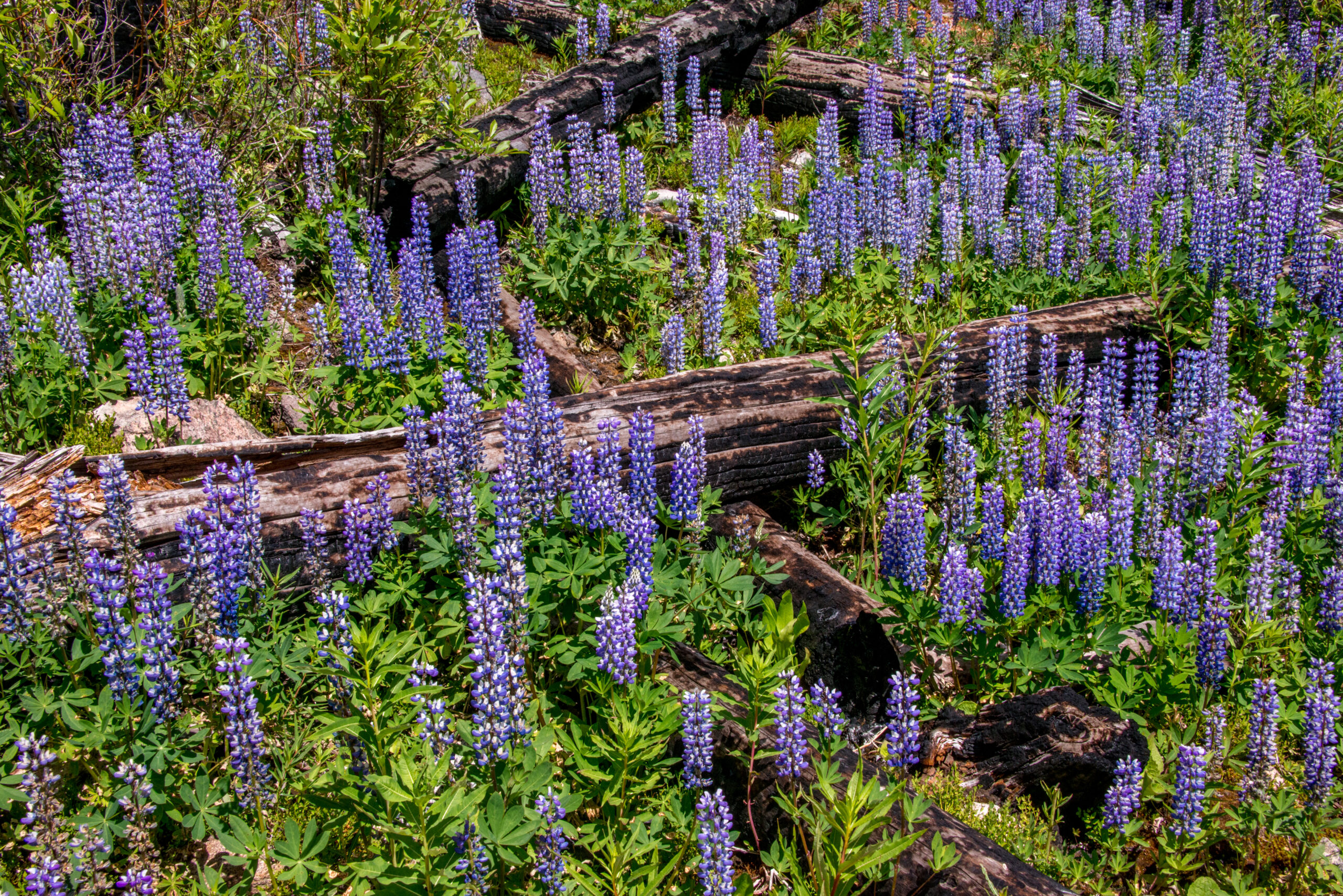 Lavenders