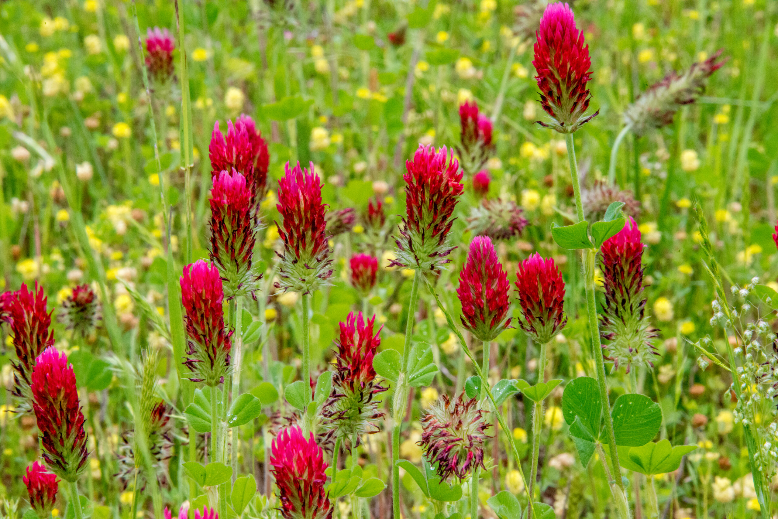 Red Wild Flower