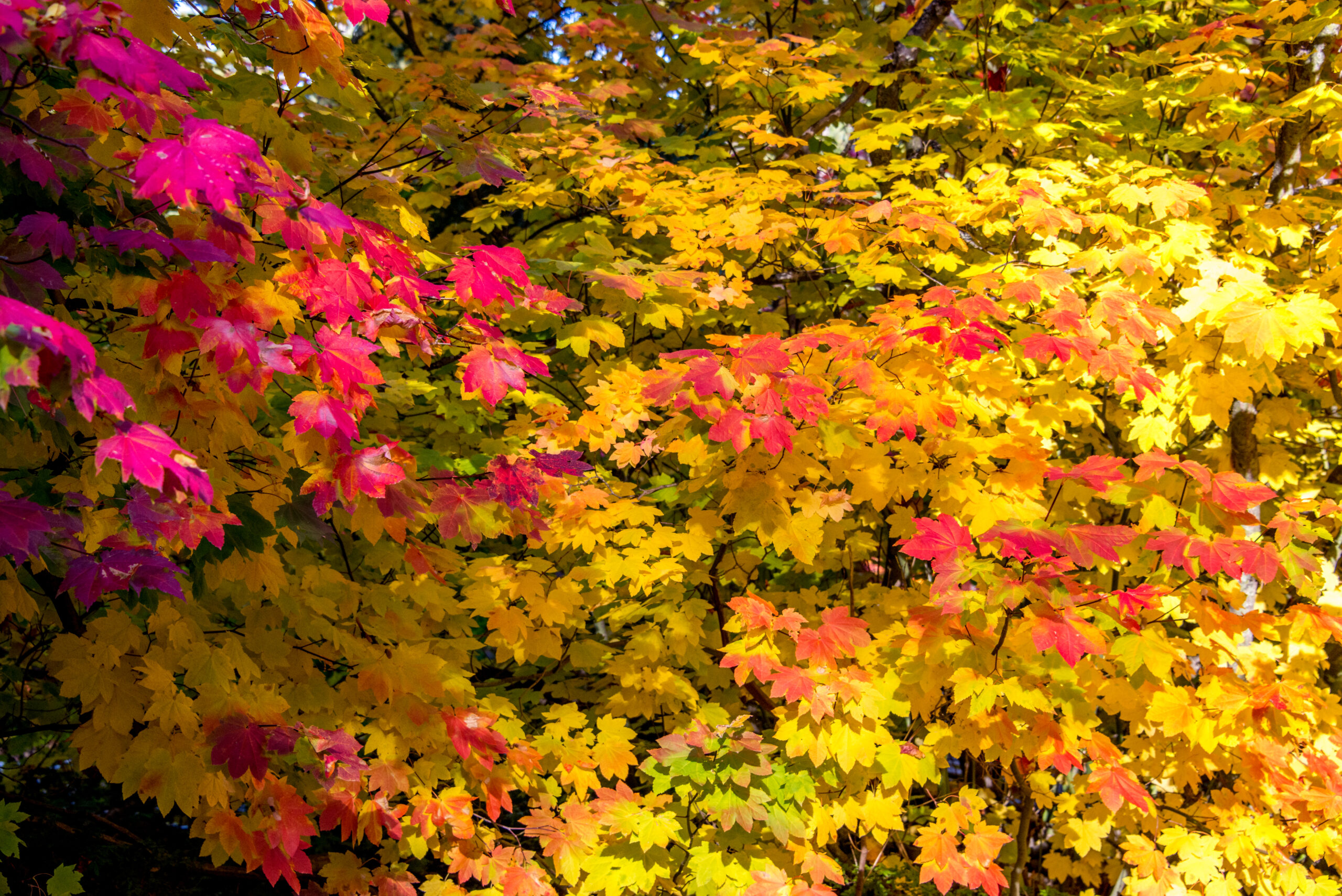 Colorful Leaves