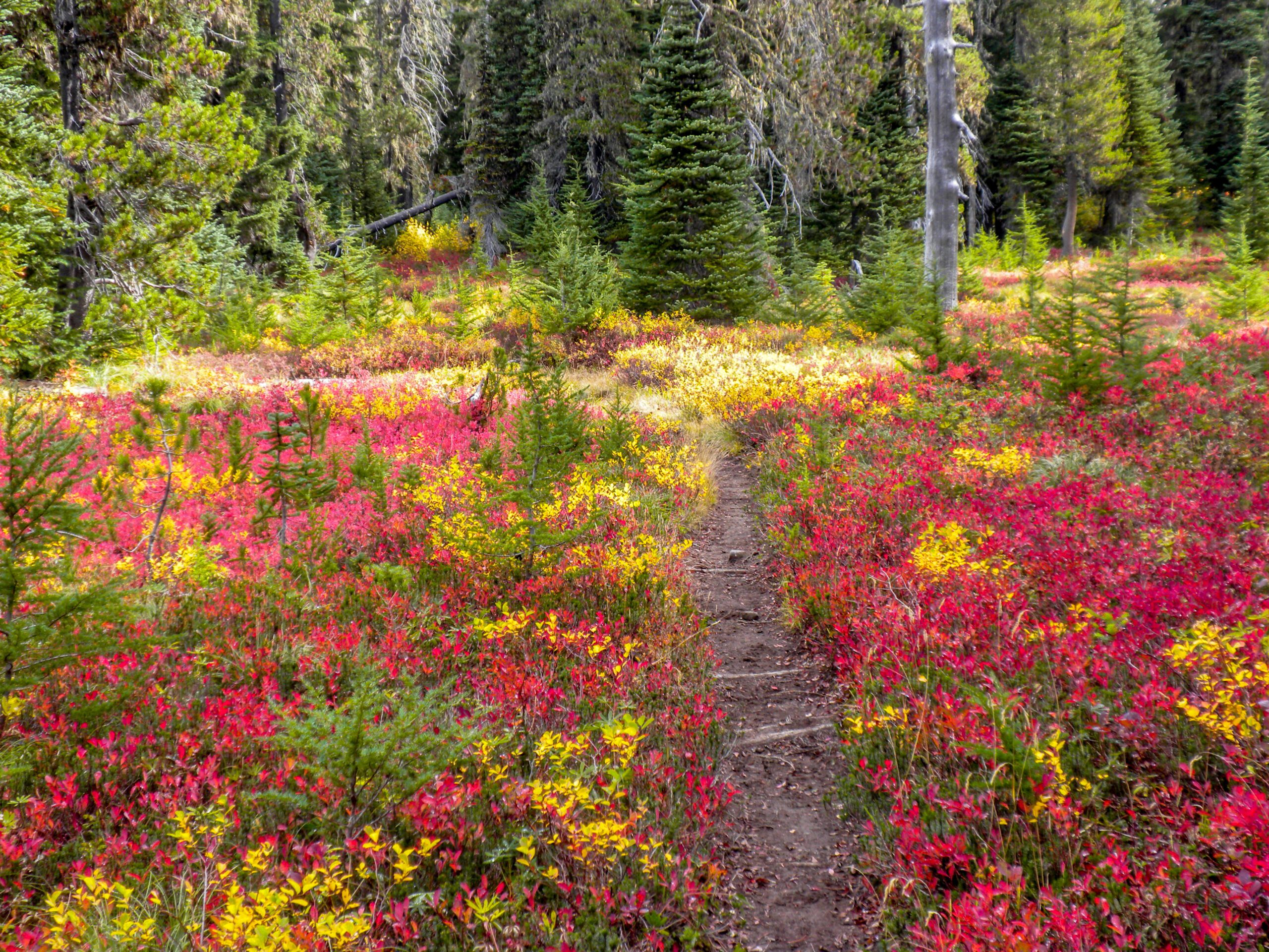 A Flower Garden