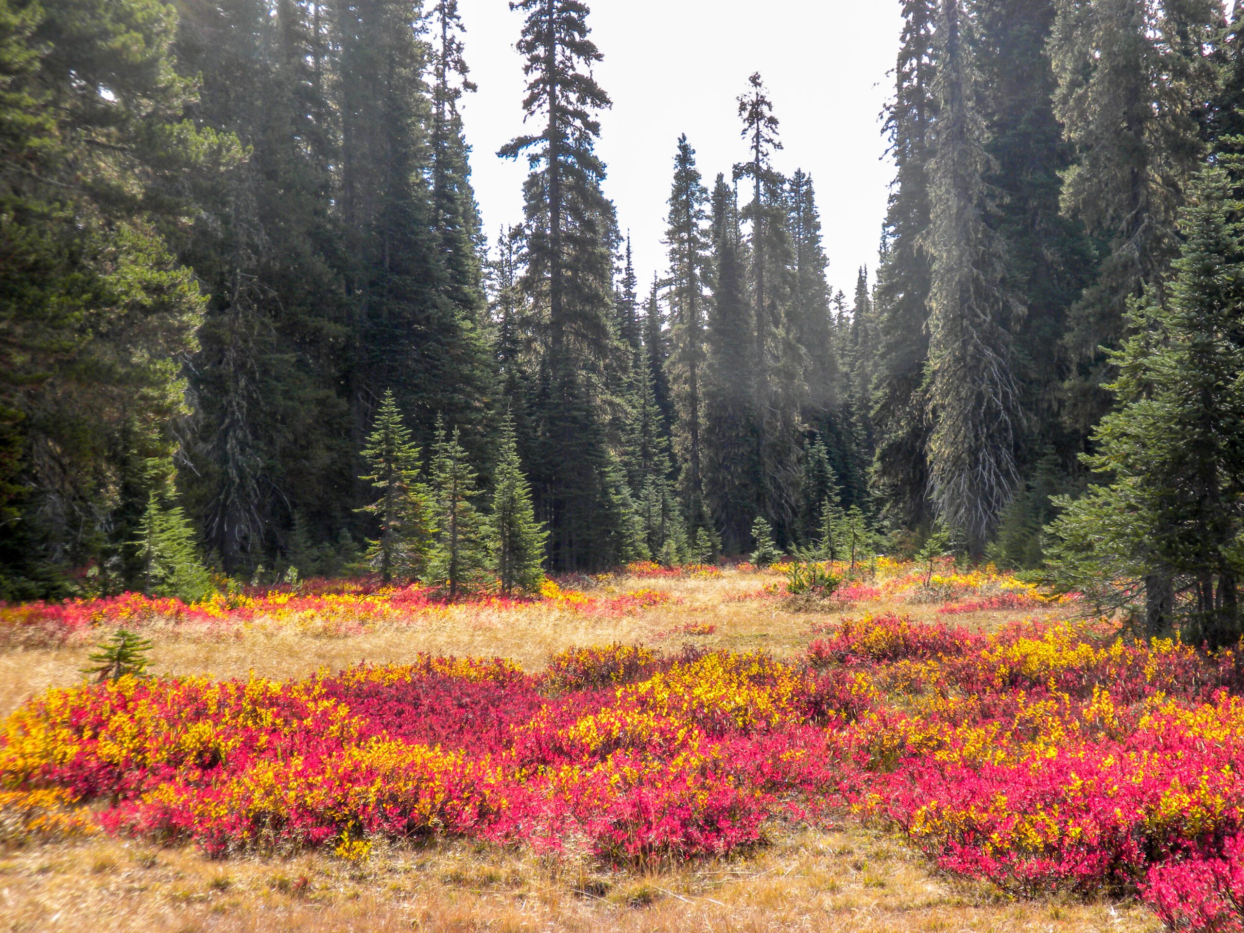 A Land With Colorful Flowers